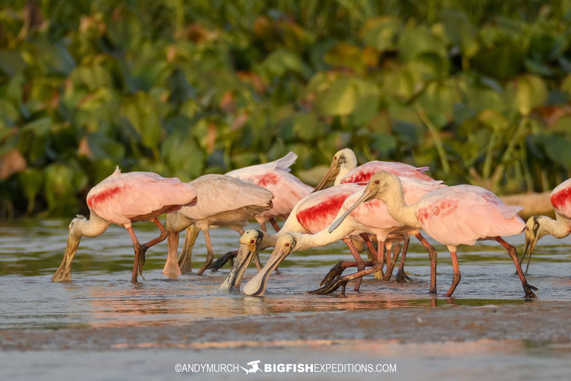 Rosette Spoonbills feeding in the Pantanal.