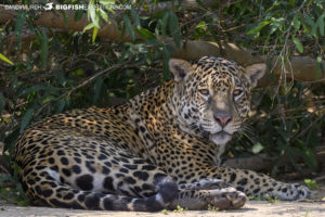 Xingu the Jaguar relaxing in the Pantanal.