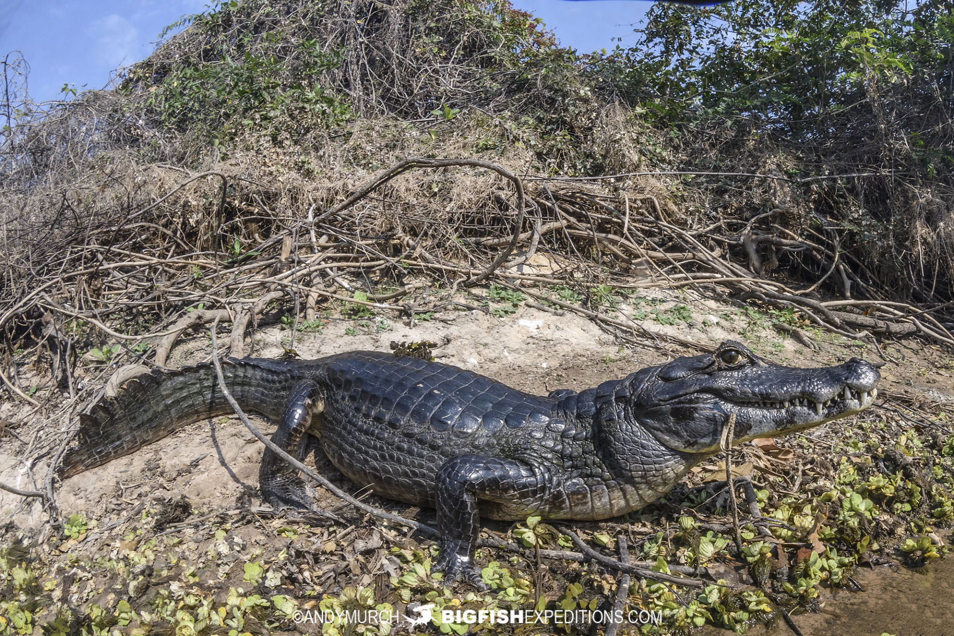 Yacare caiman in the Pantanal.