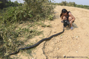 Yellow Anaconda encounter in the Pantanal.