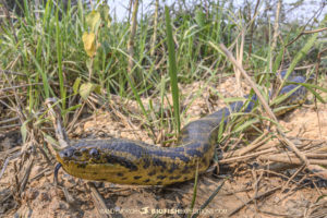 Yellow Anaconda encounter in the Pantanal.