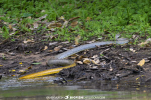 Yellow-tailed Cribo.