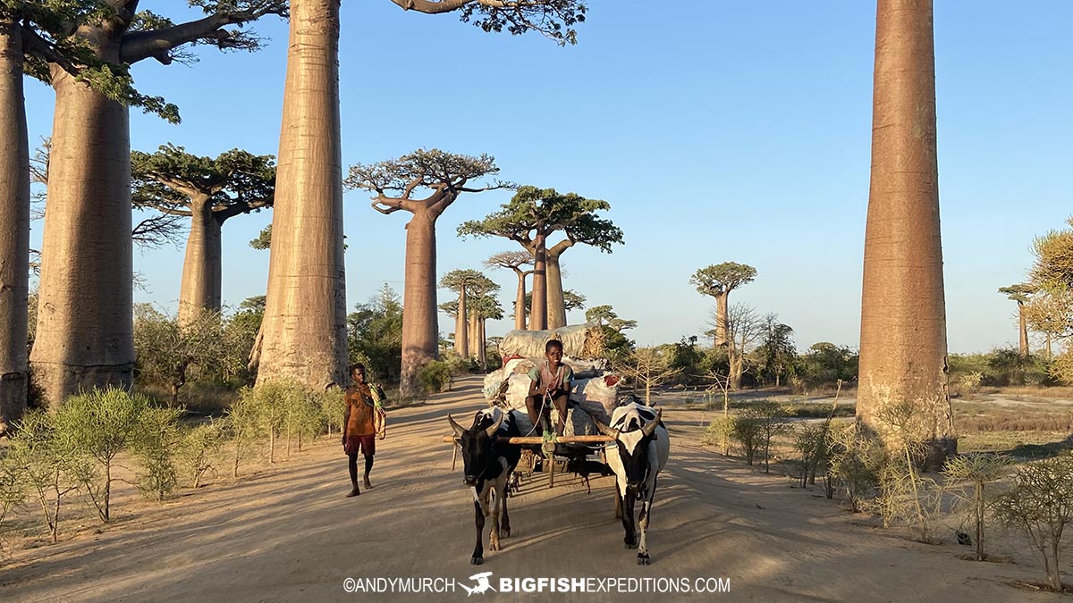 Avenue of the Baobabs.