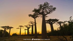 Avenue of the Baobabs.