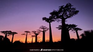 Avenue of the Baobabs.