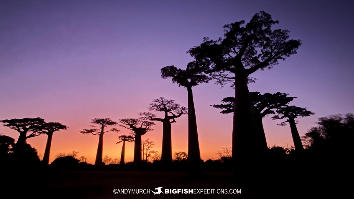 Avenue of the Baobabs.