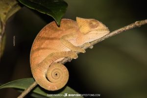 Parson's Chameleon-Photography Tour