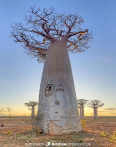 Baobab in Kirindi area.