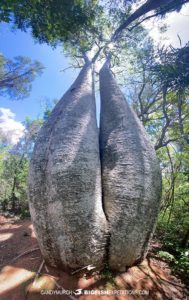 Baobab tree. Madagascar photography tour.