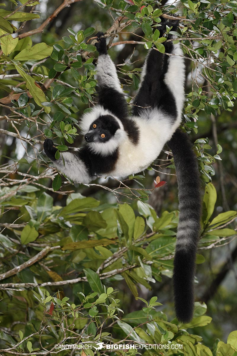 Black and White Ruffed Lemur at Vakona.