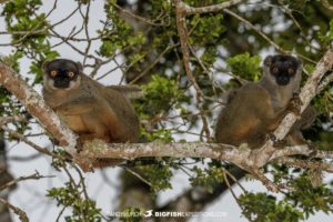 Black-faced Brown Lemurs in Madagascar.