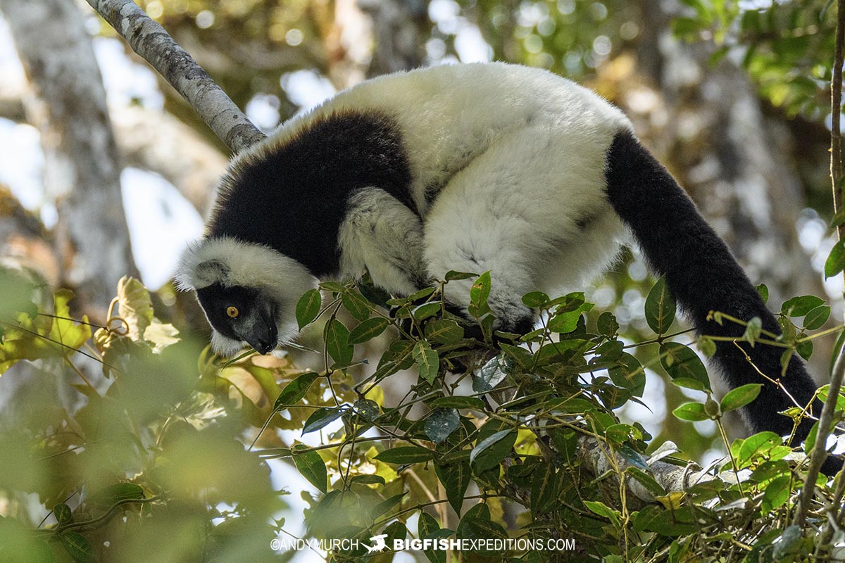 Black and White Ruffed Lemur in Mantadia Reserve, Madagascar.