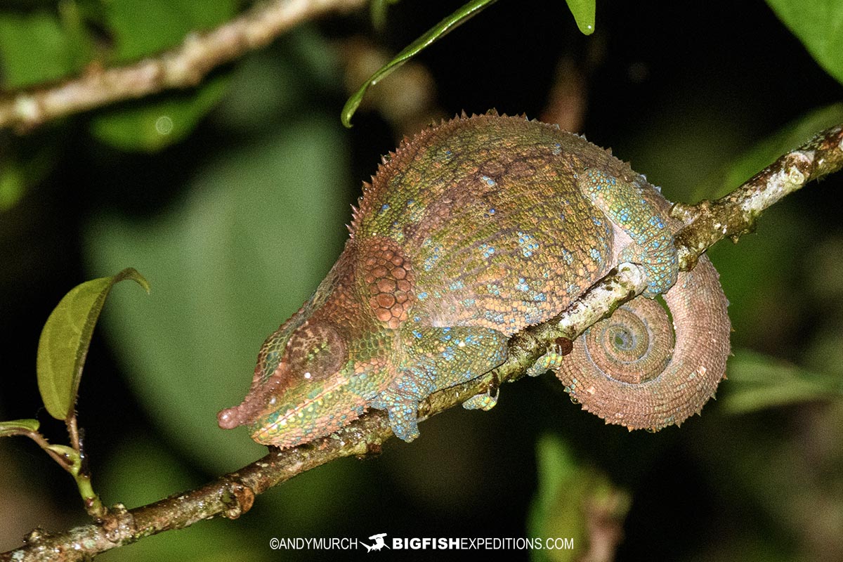 Blue-legged Chameleon in Ranomafana National Park.