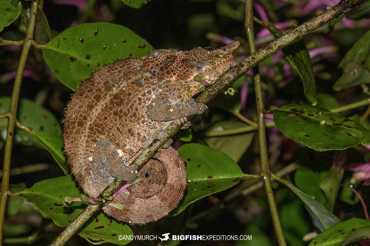 Blue-legged Chameleon in Ranomafana Park.