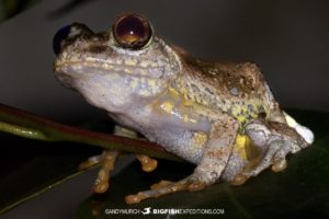 Boophis Frog in Andasibe.