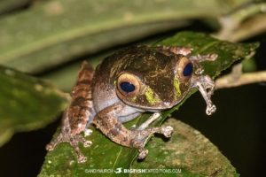 Boophis Frog in Andasibe.