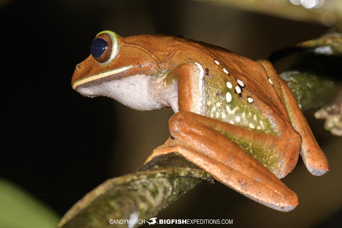 Boophis Frog in Ranomafana National Park.