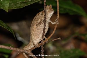 Brown leaf Chameleon in Andasibe.