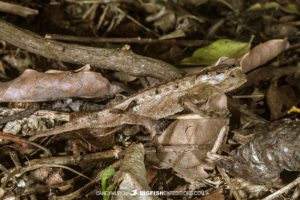 Bruno's Leaf Chameleon in Anja Reserve.