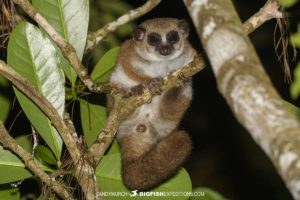 Crossley's Dwarf Lemur in Mitsinju Reserve, Madagascar.