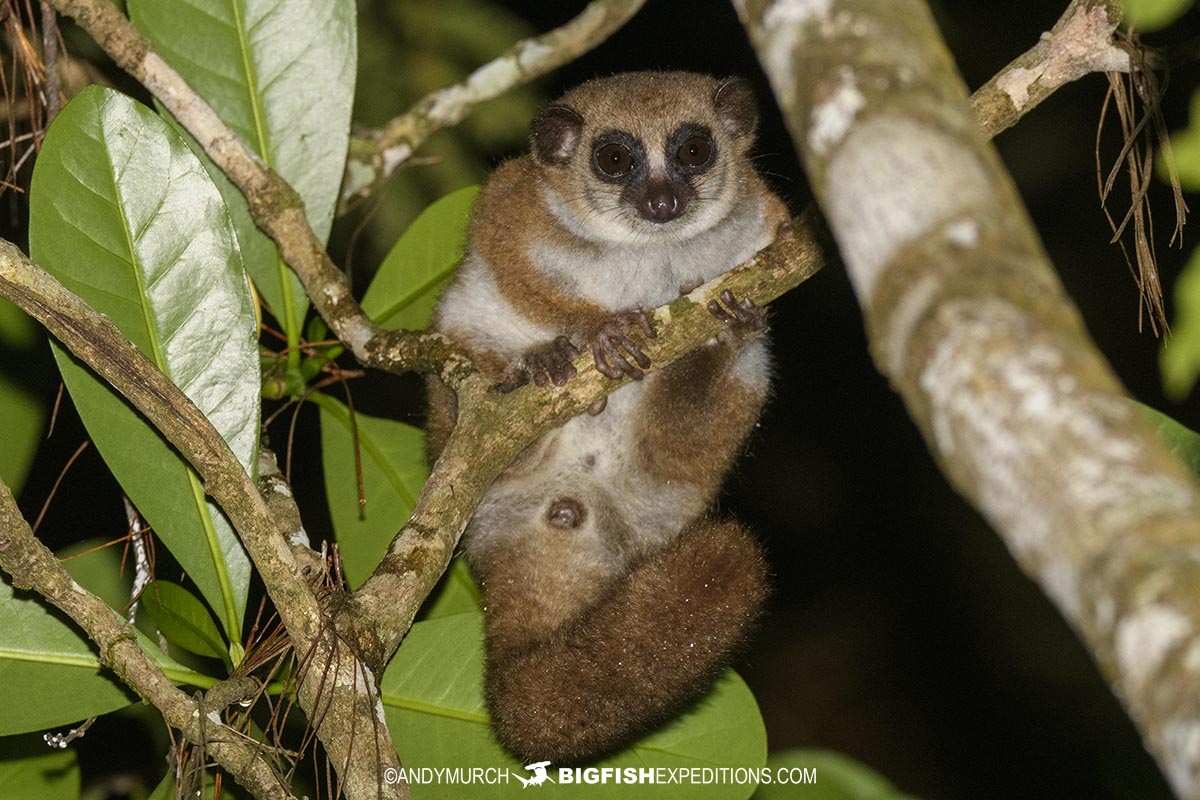 Crossley's Dwarf Lemur in Mitsinju Reserve, Madagascar.