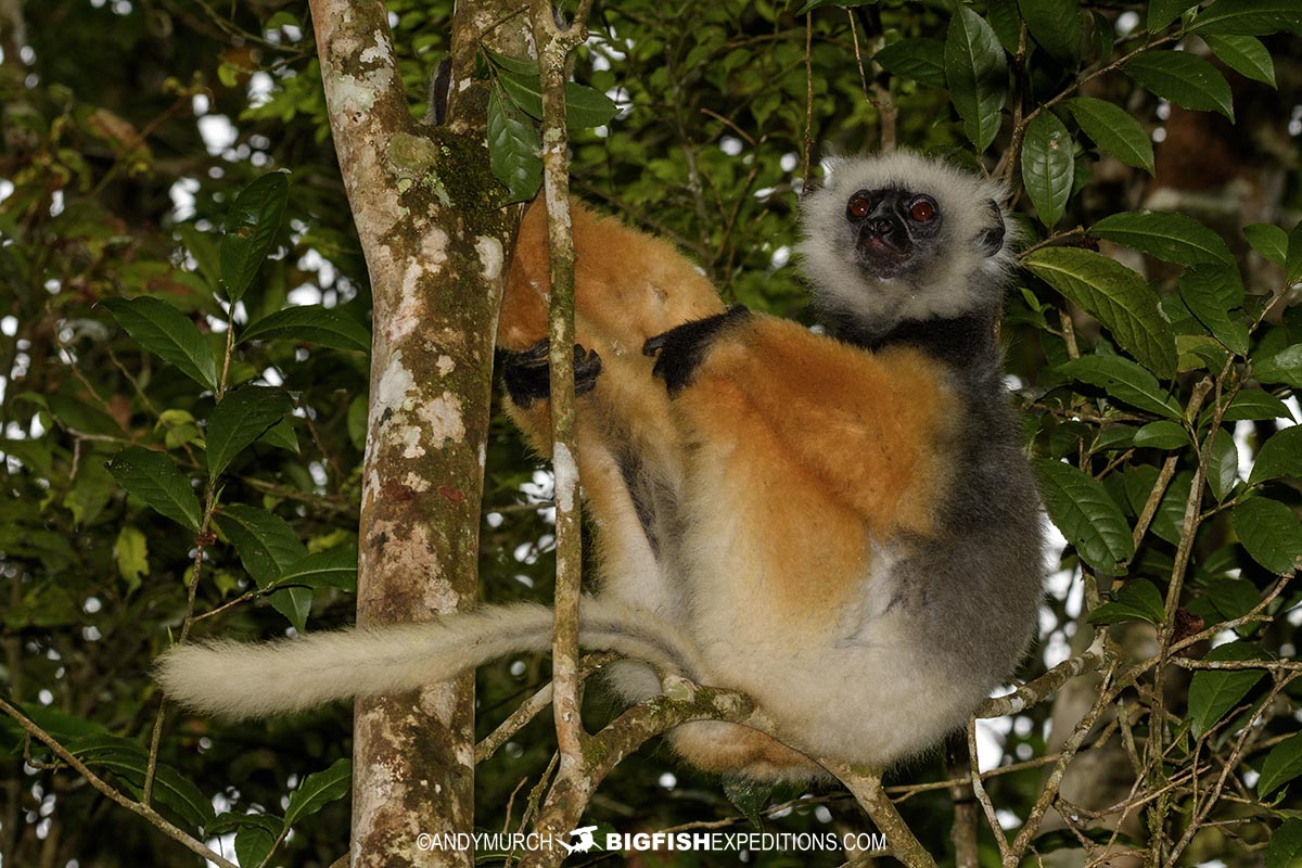 Diademed Sifaka