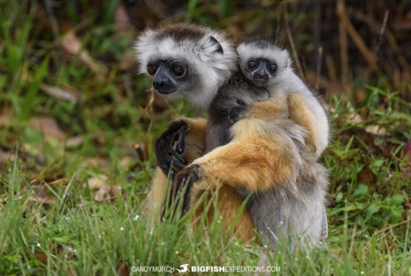 Madagascar wildlife trekking and photo safari.