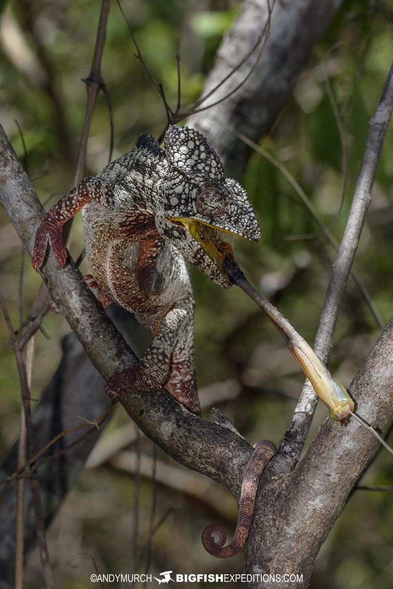 Feeding Chameleon tongue extended.