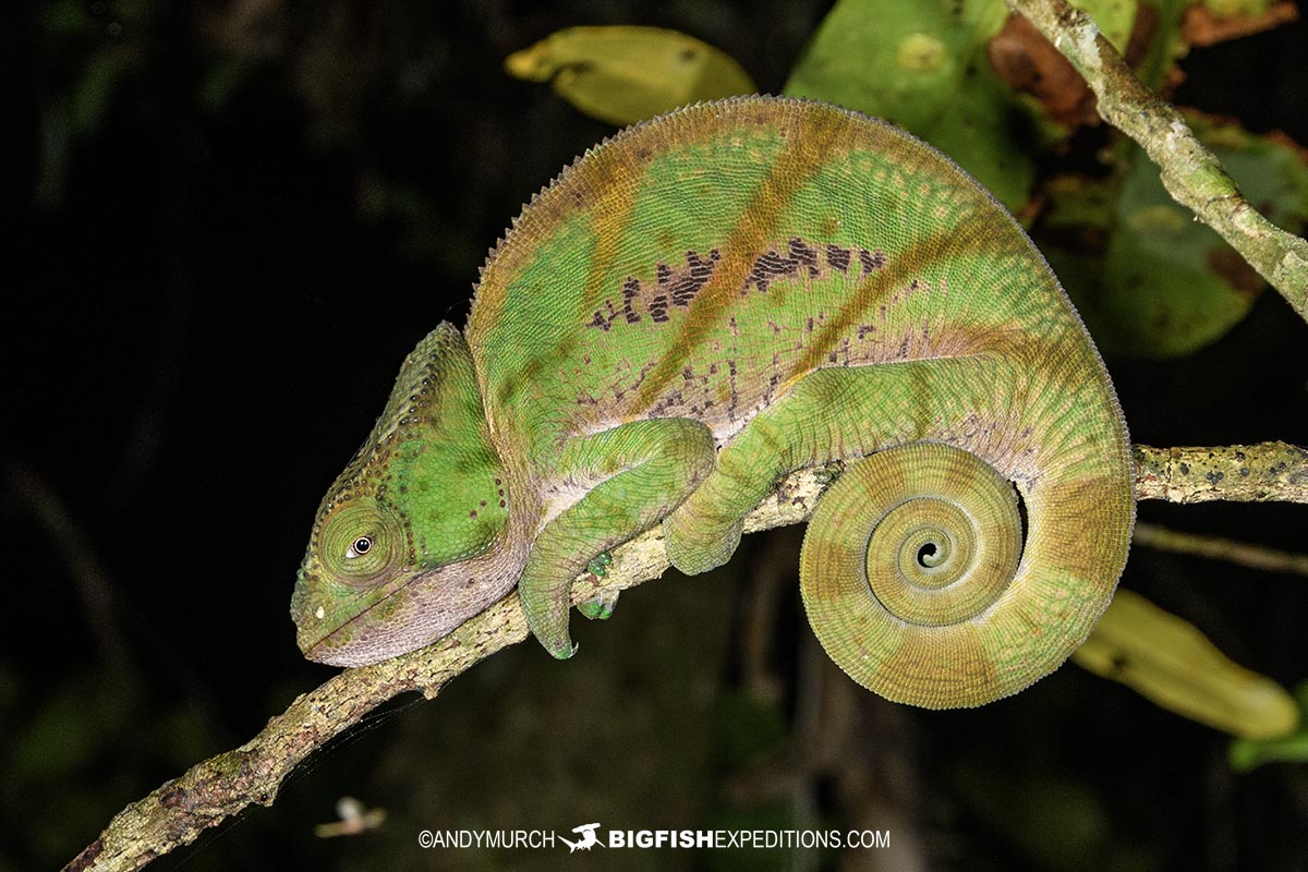 Female Parson's Chameleon