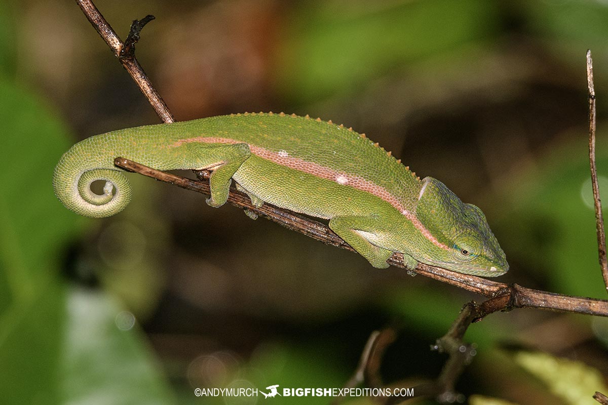 Glaw's Chameleon in Ranomafana National Park.