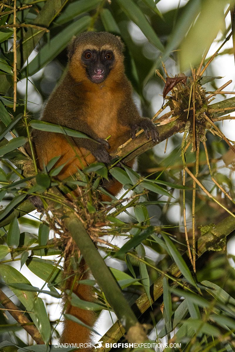 Golden Bamboo Lemur in Ranomafana National Park.