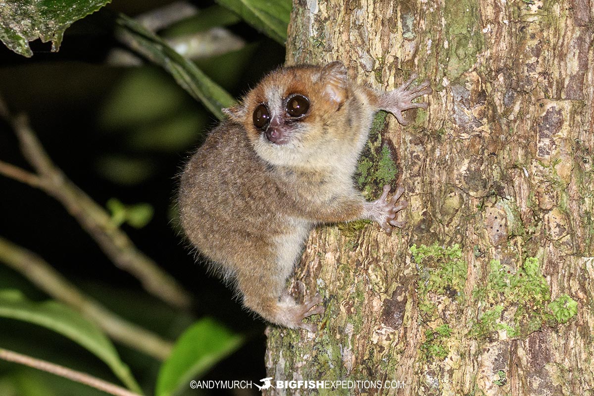 Goodman's Mouse Lemur in Madagascar.