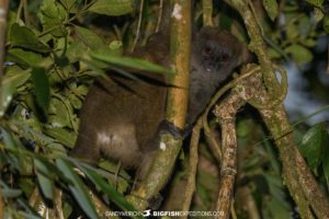 Greater Bamboo Lemur in Ranomafana National Park.