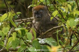 Grey Bamboo Lemur