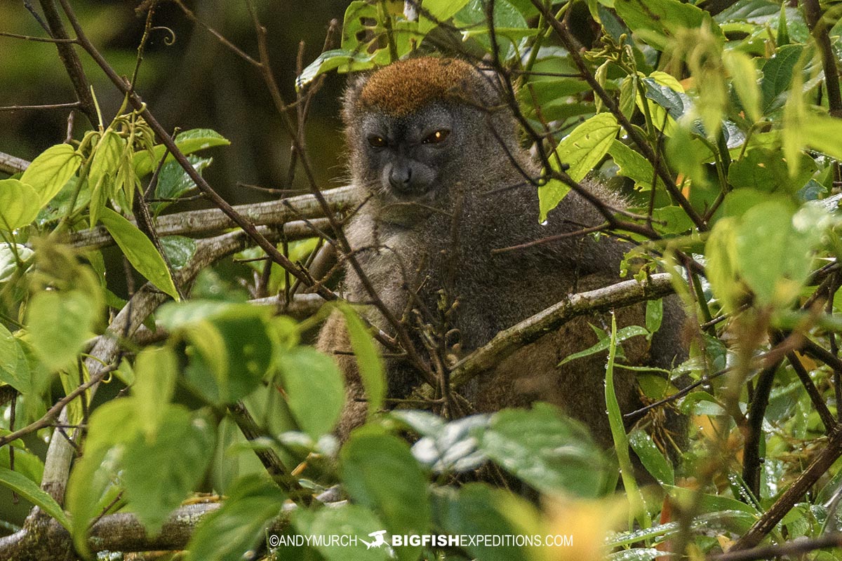 Grey Bamboo Lemur