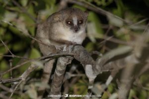 Grey Mouse Lemur in Kirindi.