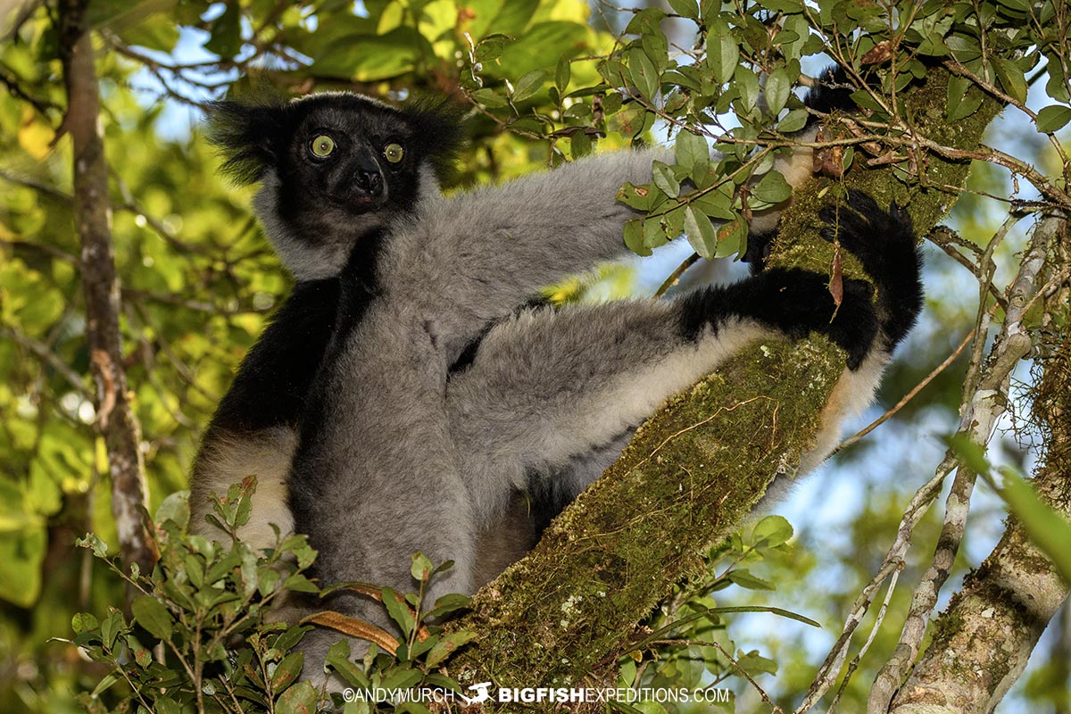 Indri in Madagascar.