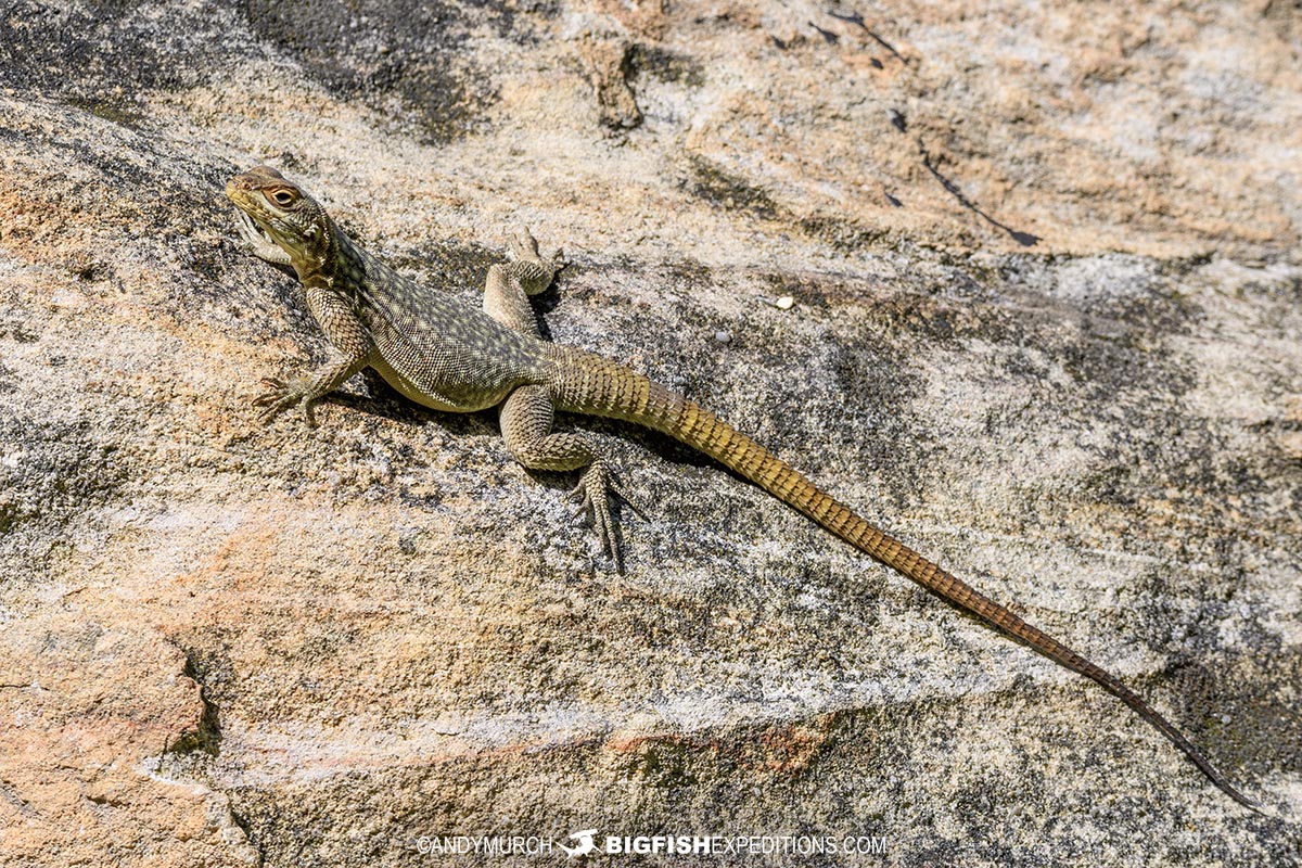 Lizard in Isalo National Park.