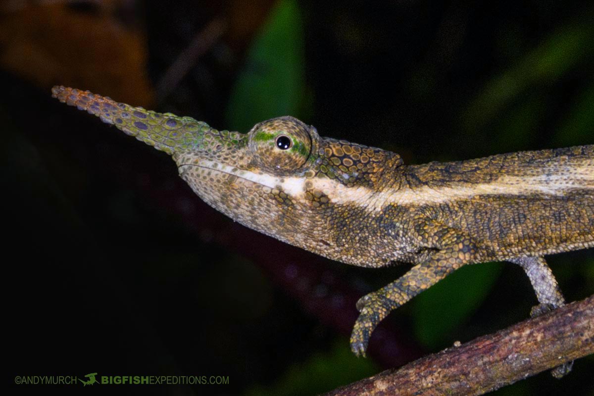 Lance-nosed Chameleon in Vohimana Reserve.