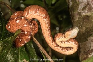 Madagascar Tree Boa