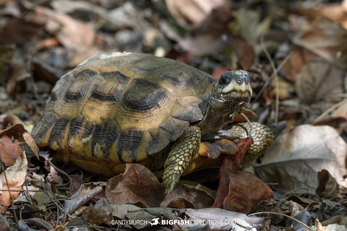 Madagascar Flat Backed Tortoise in Kirindi.