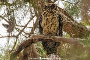 Malagasy Long-eared Owl.