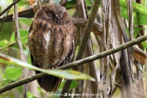 Madagascar Scops Owl.