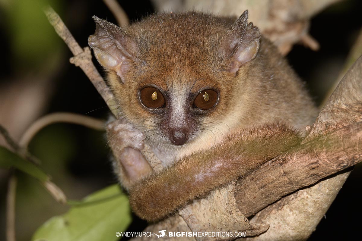 Madame Berte's Mouse Lemur in Kirindi.