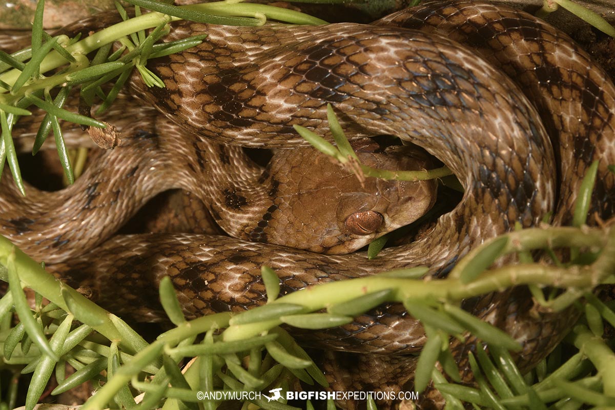 Malagasy Cat-eyed Snake in Kirindi.