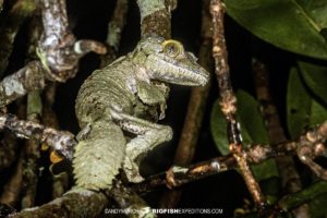 Mossy Leaf-tailed Gecko in Andasibe.