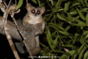 Mouse Lemur in Kirindi.