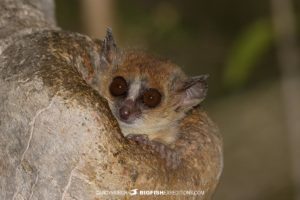 Mouse Lemur in its nest in Kirindi Forest.