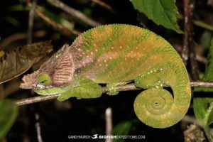 O'shaughnessy's Chameleon in Ranomafana National Park.