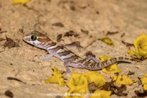 Ocelot Gecko in Tulear.
